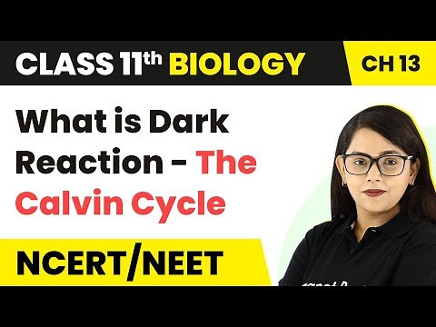What is Dark Reaction -The Calvin Cycle | Photosynthesis in Higher Plants | Class 11 Biology