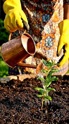 How to Grow Periwinkle Plant at Home 🌸| Easy Gardening
