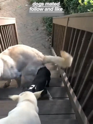 Responsible Dog Breeding Practices for Healthy Puppies