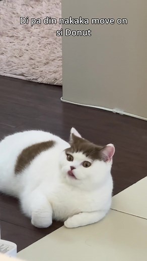 Doc Alvin's Grandpa Doughnut Kitten - A Heartwarming Story