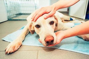 Ranitidina para cachorro - Doses, usos e efeitos colaterais