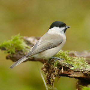 Marsh Tit: Facts, Song & Diet (The Definitive Guide)