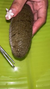 🌊*🥒 #ollosvlog #foodvendor #farmfresh #LocalDeals | Oyen Ollos