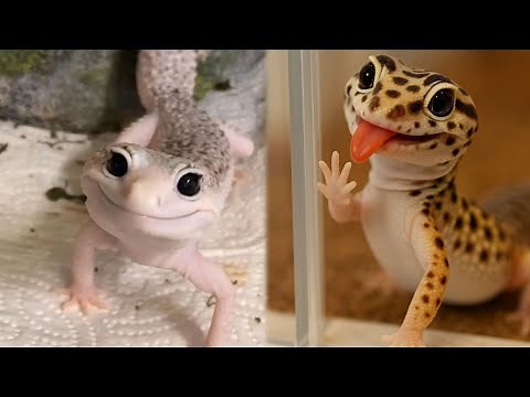 Leopard Geckos: The Winking Hunters of the Desert!