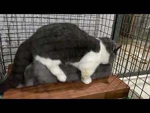 Cat in heat 😻 || Munchkin Mate || Cat breeding 😺