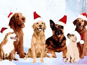 Christmas Dogs
