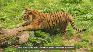 10 Tiger Track Types: Decoding Big Cat Footprints