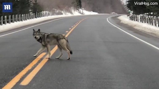 Coywolf alpha dog doesn't like wolves crossing his road