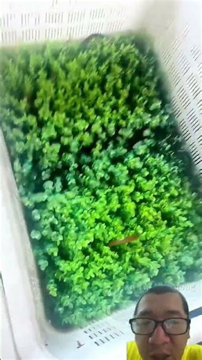 eel farming model to get rich