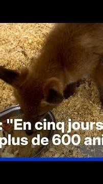With the heatwave, wildlife rescue centers are on red alert