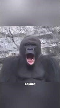 How Strong Are Gorillas Compared to Humans?