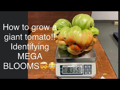 How to get mega blooms on tomatoes!! Growing giant tomatoes, how to grow awesome tomatoes!!