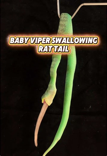 Jade: Educational Snake Handling and Rat Tail Removal