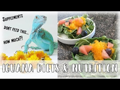Green Iguana Diets: What To Feed Your Green Iguana (2019)
