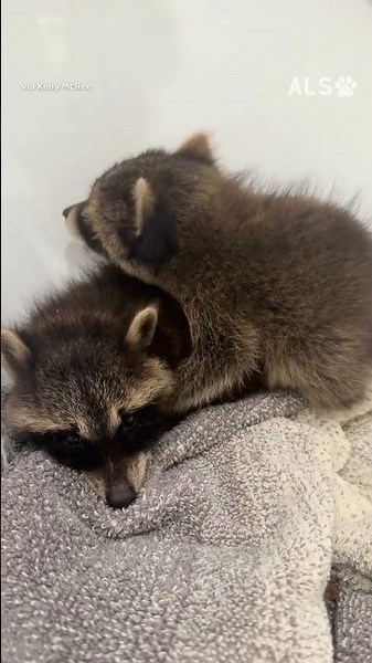 Left helpless on the roadside, these tiny baby raccoons just needed one kind soul to stop... 🦝❤️ #