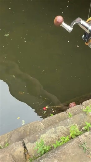 #Fish hunting #animals #fishing#hunting#shorts #viralshort