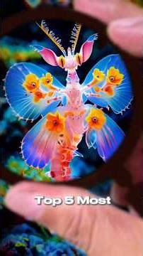 Top 5 Unique Animals That Don’t Look Real 🐾😳