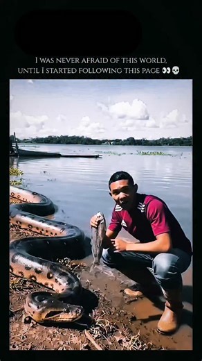 Wild on Instagram: "The Green Anaconda (Eunectes murinus) is widely recognized as the heaviest and one of the longest snakes in the world, native to the swamps, marshes, and slow-moving rivers of South America’s Amazon and Orinoco basins. A member of the boa family, this non-venomous constrictor is perfectly adapted for a semi-aquatic lifestyle; its eyes and nostrils are positioned on top of its head, allowing it to remain almost entirely submerged while waiting for prey. While they are cumberso