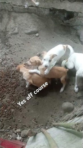 Dogg said always #dodwords