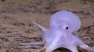 907K views · 8.7K shares | Scientists just discovered a new species of octopus — and it's super cute. | Insider Tech | Facebook