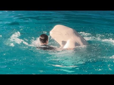 横浜・八景島シーパラダイス イルカショー アトラクション "Animal Life Live" ※2024.09 / Dolphin show in Yokohama, Japan