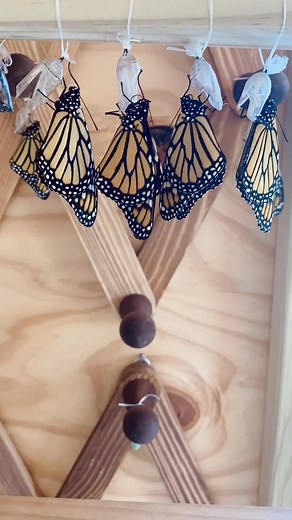 Emergence Day! 🦋 #TimeWarpScan #butterfly #monarch #timelapse #cottagecore #natureismetal #aesthetic #whatspoppin #sowholesome #fyp #foryou