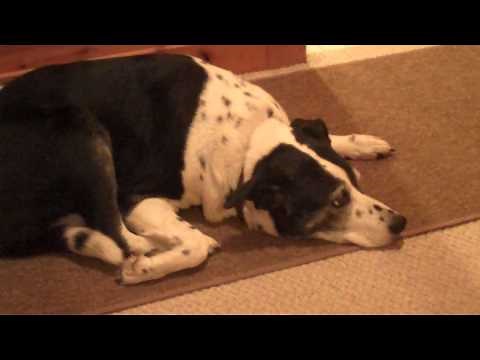 Dog Arthritis Problems and Treatments