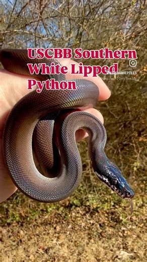 USCBB Southern White Lipped Python