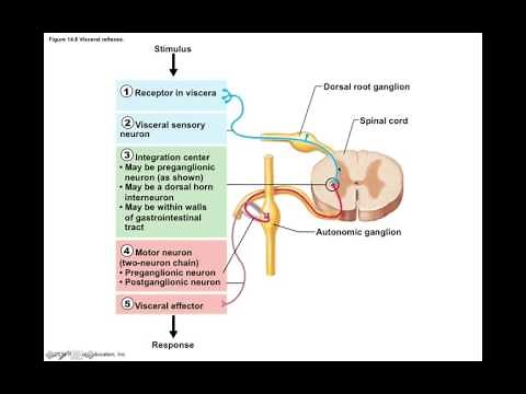 Chapter 14.5 Visceral Reflexes BIO201