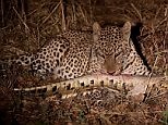 Rare moment leopard spotted feasting on crocodile in Africa