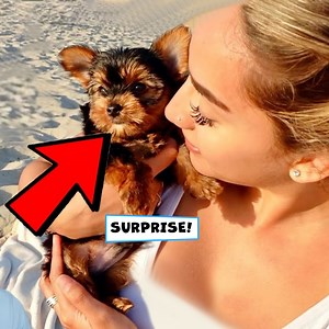 19K views · 853 reactions | SURPRISE! I Got My Girlfriend A Puppy  *so cute* | Ana & Alex | Facebook