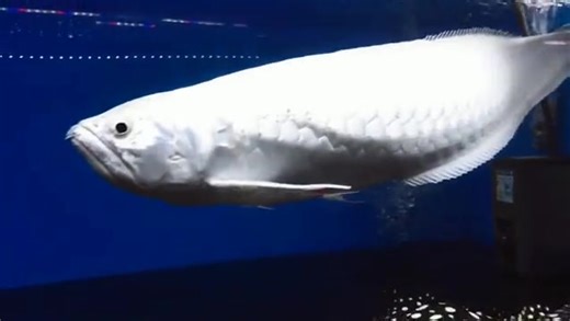 29K views · 855 reactions | Arowanafishfarm  silver arowana | Arowanafishfarm | Facebook