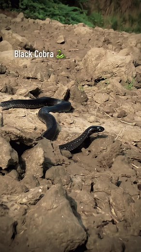 Discover the Fascinating Black Cobra Species