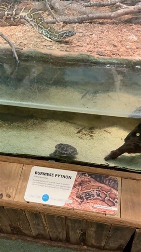 Burmese Python Exhibit, Wild Florida at Jax Zoo