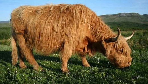 Can Cows Eat Clover - Poisonous or Beneficial | Farming Base