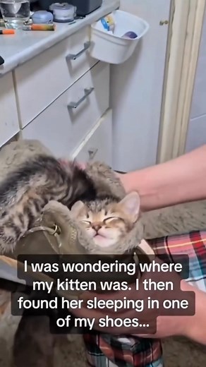 130K views · 2.3K reactions | #CatVideos | Cat Videos | Facebook