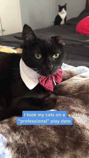 Uno's Fun Kitty Play Date with Friends