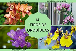 12 Tipos de orquídeas - Nombres y fotos