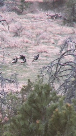 Are you seeing those first signs of spring yet? | The National Wild Turkey Federation
