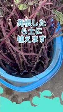 農家が廃棄したサツマイモの収穫後のつる、切り揃えて発根させて越冬させ、来年の二期作用の苗にします。 #温暖化 #再生栽培 #紅はるか #サツマイモ #越冬 #二期作 #苗準備 #発根促進