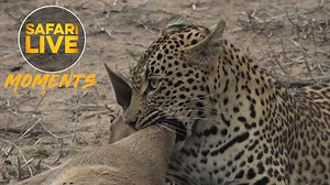 1.6M views · 499 shares | *WARNING GRAPHIC CONTENT* Watching Tlalamba grow from an adorable little cub into a beautiful leopardess can sometimes distort the reality of a wild leopard. This past Saturday the Princess of Djuma, Tlalamba, managed to terminate an adult duiker ewe. While we missed the takedown, James and Jeandre managed to catch up with her just in time to watch the slow and uncomfortable choke out. | Wildearth | Facebook