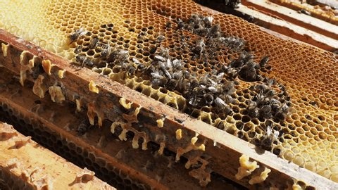 clip-4044186767-real-footage-honey-bee-colony-death-spring