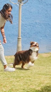 🐶 ¡Oídos Felices y Sanos con Epiotic®! 🐾 ¿Sabías que un buen cuidado de oídos es clave para el bienestar de tu mascota? Con Epiotic®, les das una limpieza profunda y mucho más. 💧 Tu mascota disfrutará de: - Oídos súper limpios y sin molestias. ✨ - ¡Adiós al mal olor y al exceso de cera! 👋 - Alivio del picor y la inflamación. 😌 - Oídos sanos con cada aplicación. 💚 ¡Cuida sus oídos, cuida su felicidad! 🥰 #Epiotic #CuidadoAuditivo #CienciaQueCuida #virbacméxico | Virbac