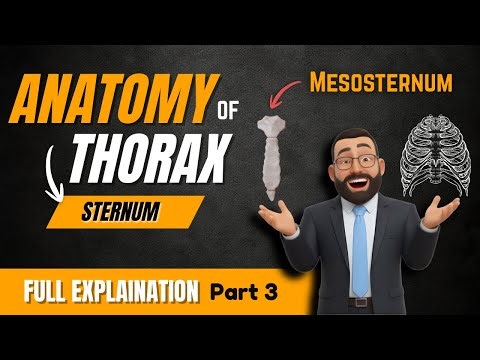 3-Sternum (Body & xiphoid process) | Anatomy, Features & Clinical Importance