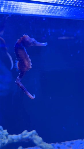 Seahorse snack time might just be the cutest science lesson ever!  These tiny ocean wonders slurp their food like little vacuums - fast, gentle, and oh-so mesmerizing to watch. : Filmed in Blue Zoo Baton Rouge | Blue Zoo Rogers | Facebook