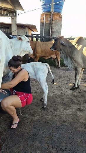 Traditional Cow Milking by Hand 🐄 | Village Farm Life Experience #villagelife #farmingtraditions