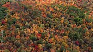 Fall season and nature background, aerial view of lush maple tree forest showing leaves changing colour during Autumn season, Montreal Quebec, Canada.