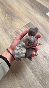 Nourrir des bébés spitz nain : comment compléter l'allaitement