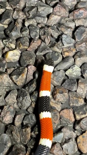 The VenomTeacher on TikTok