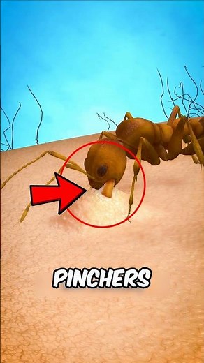 Why Ant Bites Hurt More Than You Think 🐜